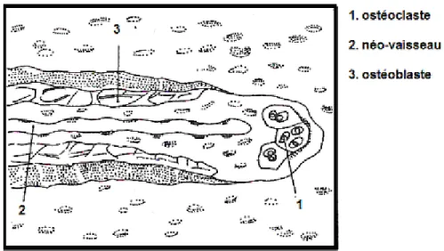 Figure 1 :  Représentation schématique d’un cône de forage (7)