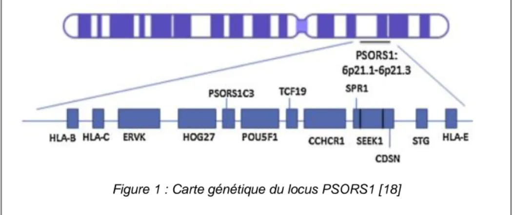 Figure 1 : Carte génétique du locus PSORS1 [18] 