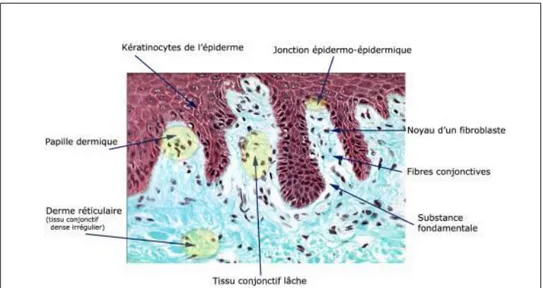 Figure 5 : Vue microscopique d’une coupe de peau [24] 