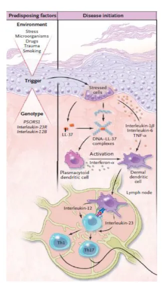 Figure 18 : Phase d’initiation du processus  immunologique [36] 