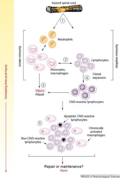 Figure 9: Recruitment of innate immune cells and adaptive immune cells after SCI and the progression to  the chronic phase (Phillip G