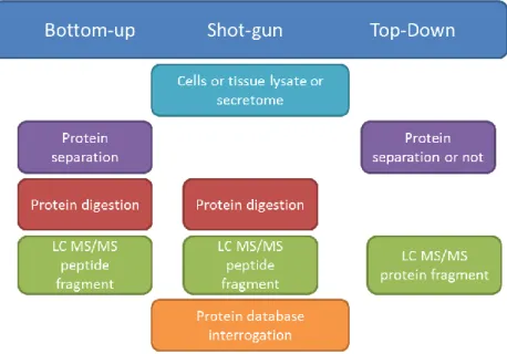 Figure 15: Proteomic strategies: the bottom-up, the shot-gun and the top-down approaches 