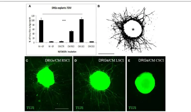 FIGURE 3 | Quantification of DRG explant neurite outgrowth in response to culture media