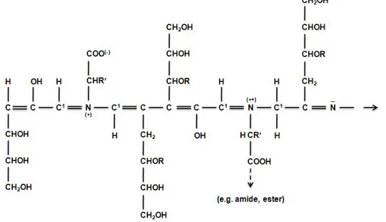 Figure 3 Proposal for the general structure of the melanoidin polymer (Cämmerer  and Kroh, 1995)