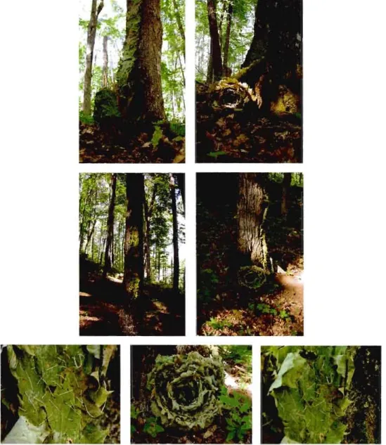 Figure  3.1  Sonia Robertson,  Pansez-l'arbre,  2003,  intervention  sur  quatre  arbres  de  la  forêt  laurentienne  :  feuilles  d'érables  cousues  avec  du  fil  blanc,  Boréal Art /  Nature,  L'Annonciation, Qc, source: courtoisie de l'artiste