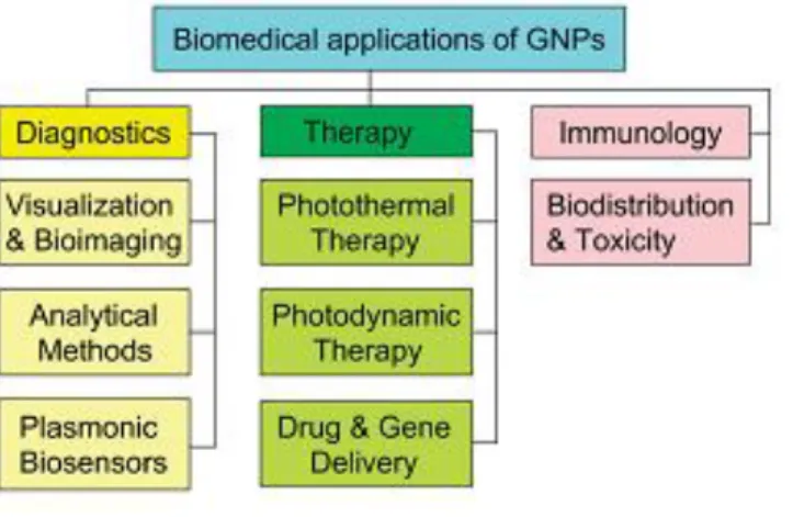Figure  1.2:  Generalized  scheme  for  the  biomedical  application  of  GNPs.  Along  with  basic  applications  in  diagnostics  and  therapy,  this  review  briefly  discusses  the  immunological  properties of GNPs (12)