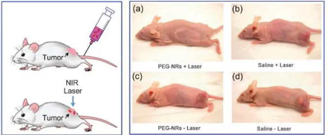 Figure 1.4 displays the example of successful treating of an implanted tumor in mice (15)