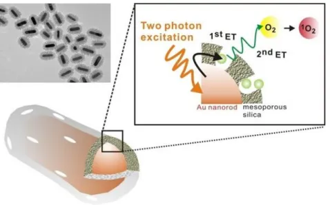 Figure  1.6:  two-photon-activated  photodynamic  therapy  (TPA-PDT)  using  mesoporous  silica- silica-encased gold nanorods (21)