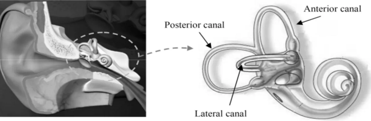 Figure 2: Global visualization of the inner ear and zoom on the 3 canals (angular sensors)