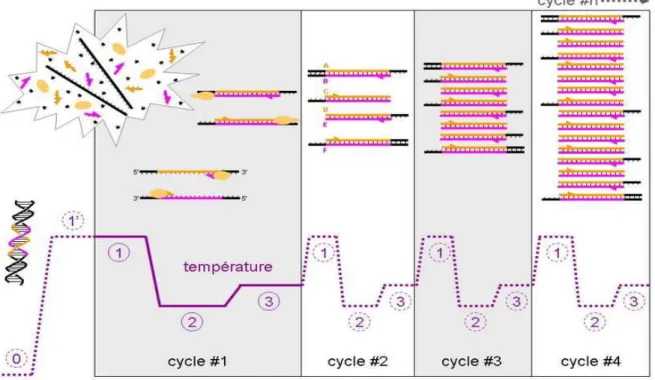 Fig. 3: Rappel sur le principe de la PCR illustré par les premiers cycles (source : wikipedia)    (1)  Dénaturation de l’ADN double brin afin de le rendre utilisable comme matrice simple brin ;  (2)  Hybridation des amorces avec la séquence cible d’ADN; 