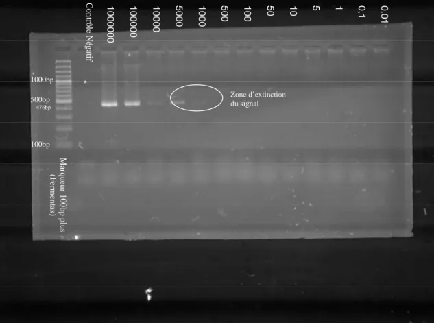 Fig.  15 :  Gel  d'électrophorèse  des  produits  de  PCR  obtenus  avec  les  amorces  TRYP4  sur  des  dilutions en série de sang de rat parasitémique 