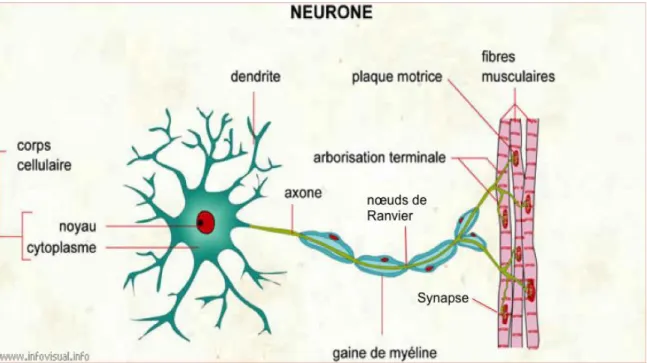 Figure 2 : Représentation de la structure d'un neurone moteur (Déry, 2005)  
