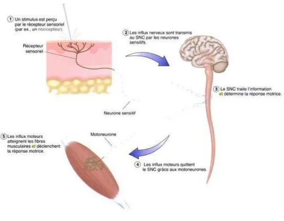 Figure 3 : Séquence d'évènements de l'intégration sensori-motrice (Kenney et al., 2013)