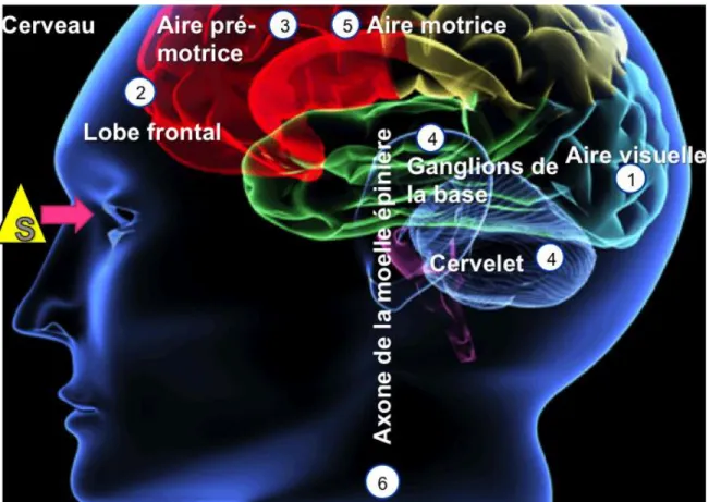 Figure  4  :  Schématisation  du  trajet  cérébrale  lors  du  processus  du  temps  de  réaction  (Courant &amp; Subra-Moreau, 2013)