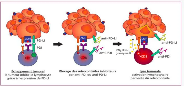 Figure 6 : mécanismes d'expression du PD1 / PDL 1 et des anticorps anti PD1 /  PDL1 