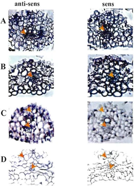 Figure  3 :  Effet de  la  concentration  de  sonde  dans la  solution  d'hybridation  sur le  signal spécifique