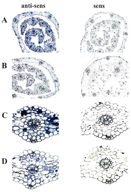 Figure  6 :  Effet  du  Polyvinyl  Alcool  (PVA)  sur  la  réaction  de  coloration  de  la  phosphatase alcaline utilisant les substrats BCIP-NBT