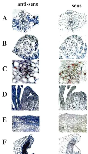 Figure 8 :  Localisation  de la petite sous  unité  de  Rubisco dans la feuille  mature, le  coléoptile et le collet