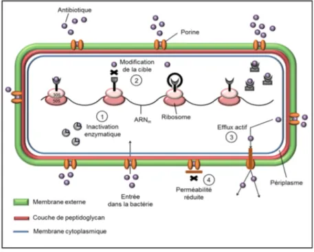 Figure 2 : Schéma des principaux mécanismes de résistances (4). 