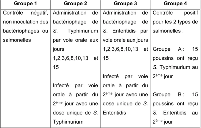 Figure 13 : Tableau sur le design de l’étude, représentant les poussins répartis en quatre groupes