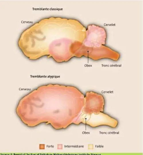 Figure n°5 : Distribution des lésions de vacuolisation et de la PrPres dans les cas de  tremblante classique et atypique (Source : Fediaevsky et al., 2007)