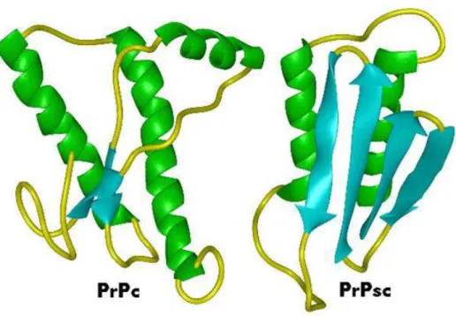 Figure n°8 : Structure secondaire des deux protéines prion, cellulaire et scrapie ; la  PrPSc est plus riche en feuillets β que la PrPc