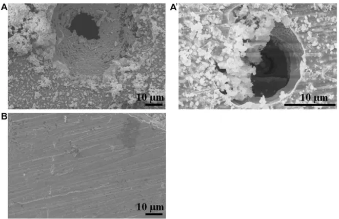 Fig. 11. SEM picture of the same 304L stainless steel electrode after 240 h in the presence of 5% v/v G