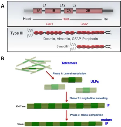 Figure 23 : Structure et assemblage de la desmine. La desmine possède une  structure  avec  différents  domaines  (A),  dont  certains  sont  nécessaires  pour  sa polymérisation en filaments intermédiaires matures (B) (modifiée d’après  Hnia et al., 2014 