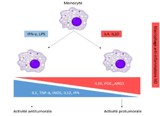 Figure 5 : Hétérogénéité phénotypique des macrophages. Les monocytes sanguins et macrophages  résidants  peuvent  se  différencier  en  réponse  à  leur  environnement