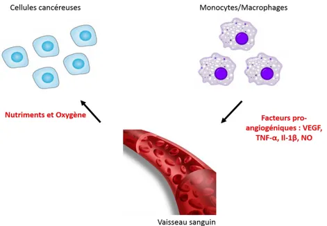 Figure 6  : Rôle des macrophages dans l'angiogenèse. Les vaisseaux sanguins apportent les nutriments  et  l’oxygène  nécessaires  aux  cellules  cancéreuses  pour  proliférer