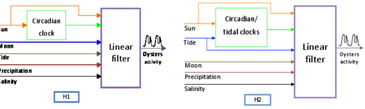 Figure 2.9: Structure scheme of the model for H1 and H2