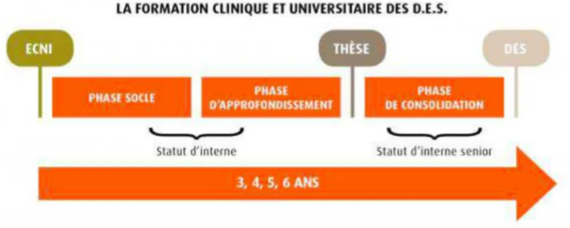 Figure 1: Organisation de la formation clinique et universitaire des DES 