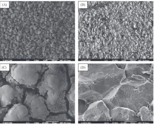 Fig. 4. Scanning electron micrographs of Ti/IrO 2 anode used in electrolysis of phenol aqueous solution