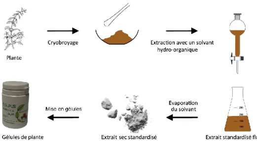 Figure 2 : Obtention d’un extrait sec de plante 
