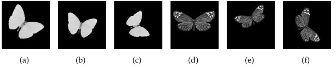 Figure 2.1: Images (a),(b) and (c) represent the same butterfly observed with various size, orientation and location