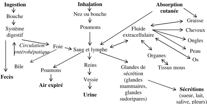 Figure 7 : Principales voies de distribution, d’absorption et d’excrétion des molécules toxiques (d’après Pussa,  2007)