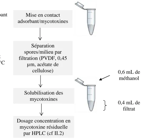 Figure 24 : Différentes étapes et paramètres associés pour les tests d’adsorption des mycotoxines