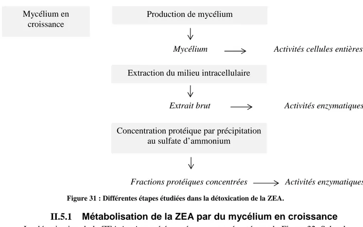 Figure 31 : Différentes étapes étudiées dans la détoxication de la ZEA.
