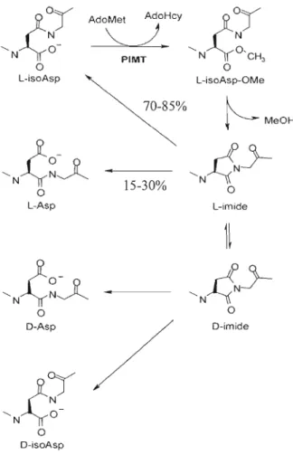 Figure  1.3  Mécanisme  de  réparation  des  protéines  par  la  PIMT  (Tirée  de  Young  et  al,  2005)