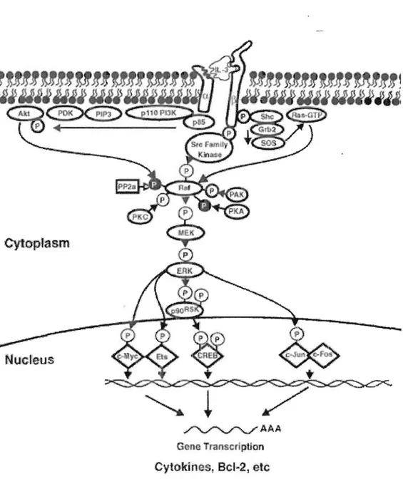 Figure 1.8 Résumé de  la cascade de signalisation RasIRaflMEK/ERK (Tirée de  Chang  et al.,  2003)