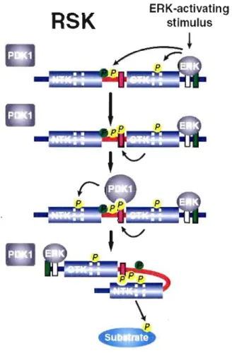 Figure  1.10  Mécanisme  d'activation  de  la  protéine  RSK  (Tirée  de  Hauge  et  Frodin,  2006)