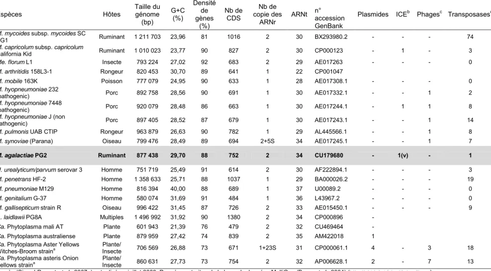 Tableau 2 : Propriétés générales des génomes de  Mollicutes . 