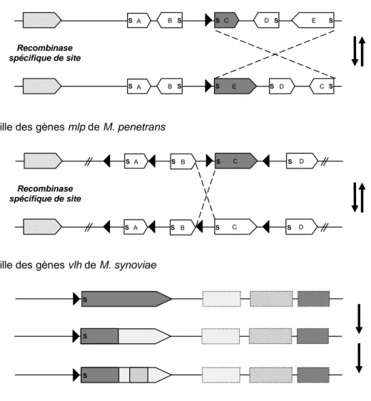 Figure  4  :  Représentation  schématique  des  systèmes  de  variation  d'expression  à  haute-fréquence  par  réarrangement  d'ADN  ou  conversion  génique