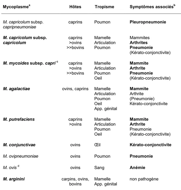 Tableau 4 : Principales espèces de mycoplasmes rencontrées chez les ovins  et caprins