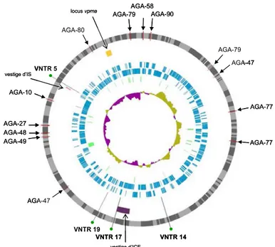 Figure  1  :  Position  des  VNTR  et  des  sondes  AGA  sur  le  génome  de  la  souche PG2