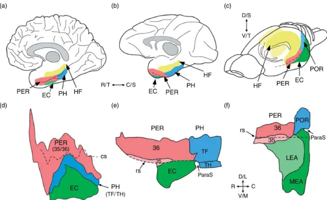 Figure 1 Comparative views of the hippocampal system for the human (left), monkey  (middle), and rat (right)