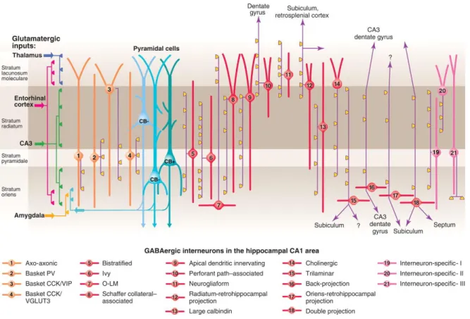Figure 3 Three types of pyramidal cell are accompanied by at least 21 classes of interneuron  in the hippocampal CA1 area