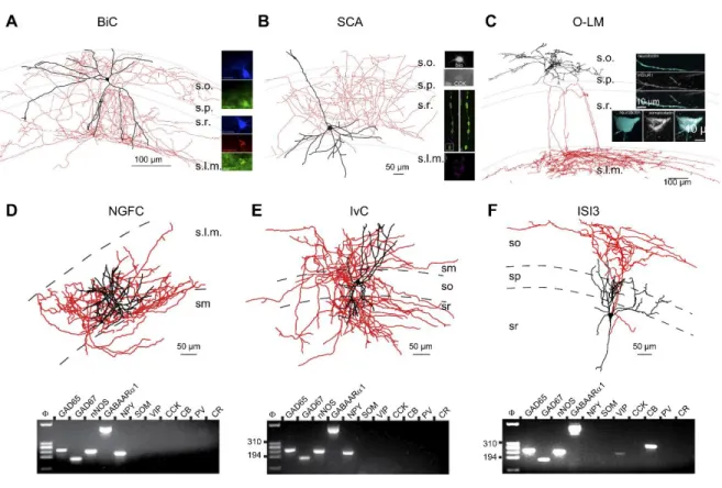 Figure 4 Dendrite targeting interneurons and interneuron selective interneurons (ISIs)