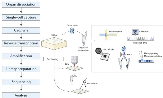 Figure 8 Work flow of scRNA-seq. 