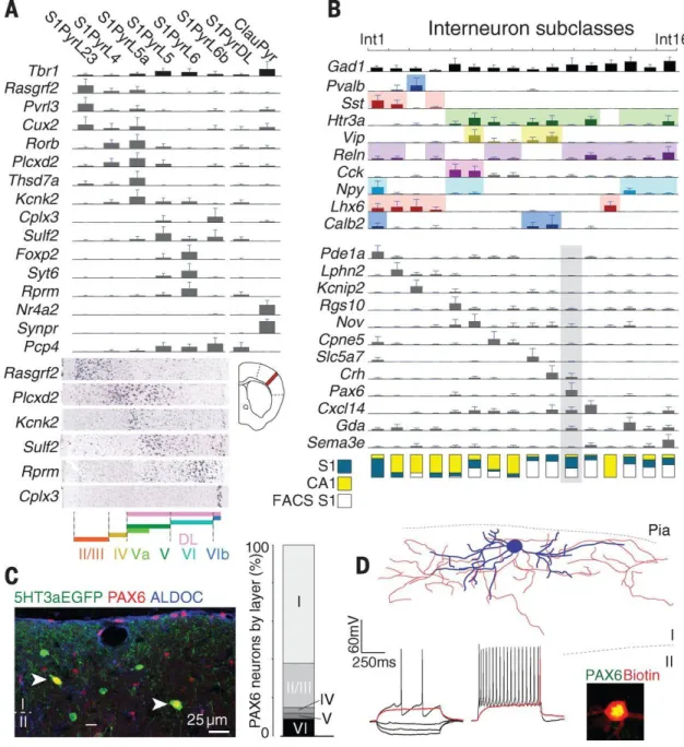 Figure 9 Neuron subclasses in the somatosensory cortex 